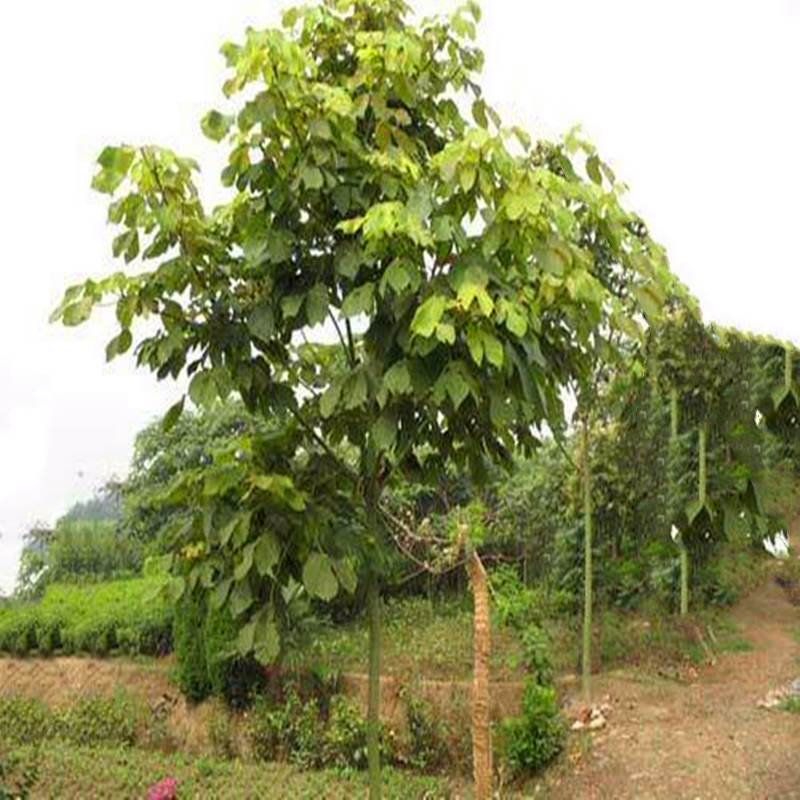 青桐树苗中国梧桐树庭院观赏行道绿化苗木风景观赏树耐寒易成活-图3