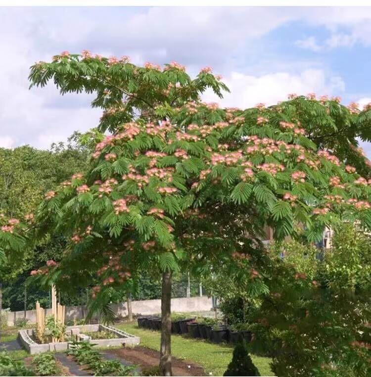 合欢树苗芙蓉树苗绒花树银叶金合欢花树苗树木庭院南北方种植盆栽 - 图0