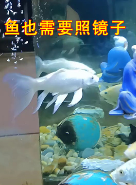 余光蝴蝶镜子造景装饰增强灯光