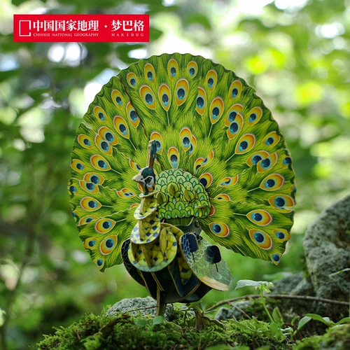 博物文创 为自然发声纸模第二弹 动物系列绿孔雀大象东北虎非洲狮