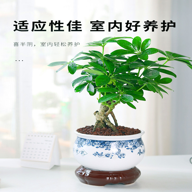 七叶莲盆栽八方来招财室内植物花 含盆带土发货15天超长售后 苏瑶旗舰店 淘优券