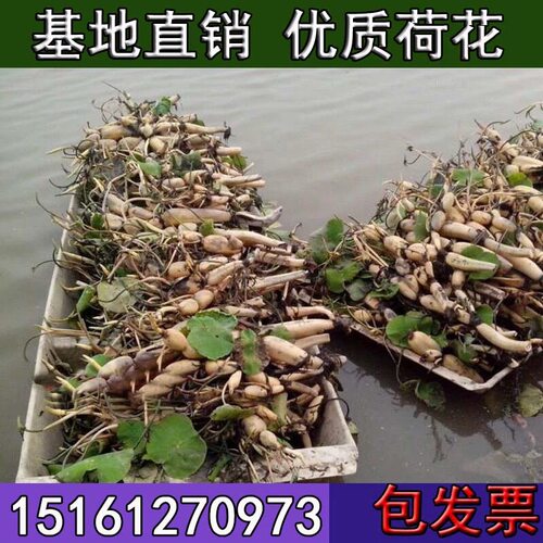 荷花苗盆栽水养莲藕种根苗观赏食用藕苗莲花碗莲种藕水生植物大型 - 图0