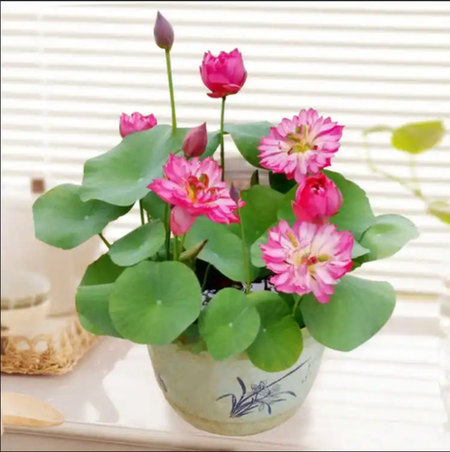 荷花苗盆栽水养莲藕种根苗观赏食用藕苗莲花碗莲种藕水生植物大型 - 图2