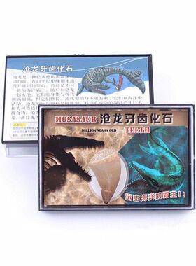 跨境货源天然海洋动物沧龙牙化石标本盒学生海洋科普教学材料