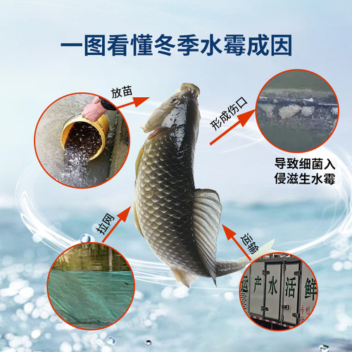 硫醚沙星水霉净霉停水霉水产养殖水霉白毛烂腮水美净 - 图2