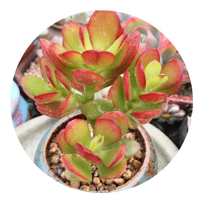 姬红花月红叶玉树老桩多肉植物盆栽群生多头新花月锦肉肉绿植花卉 姬红花月红叶玉树老桩多肉植物盆栽群生多头新花月锦肉肉绿植花卉