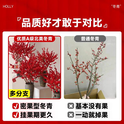 进口北美冬青鲜花切枝发财红果新年客厅水培年宵喜庆花卉云南盆栽 - 图0