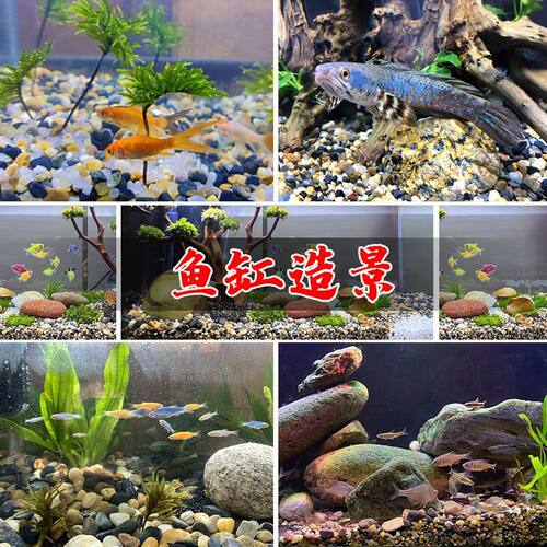 50斤天然鹅卵石溪流石鱼缸铺底造景砂水箱沼泽过滤小石子原生豆石 - 图3