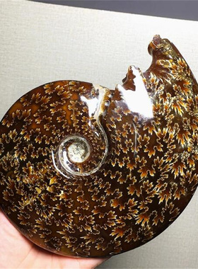 马达加斯加天然海洋古生物螺化石玉化羊角菊花斑彩螺原矿教学摆件