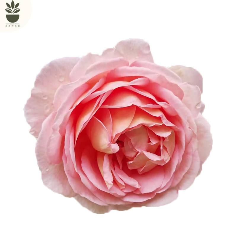 艾莎的花园亚伯拉罕大花浓香多花重瓣 藤本月季花苗 阳台庭院爬藤,淘宝优惠券,粉丝福利购,淘宝优惠卷