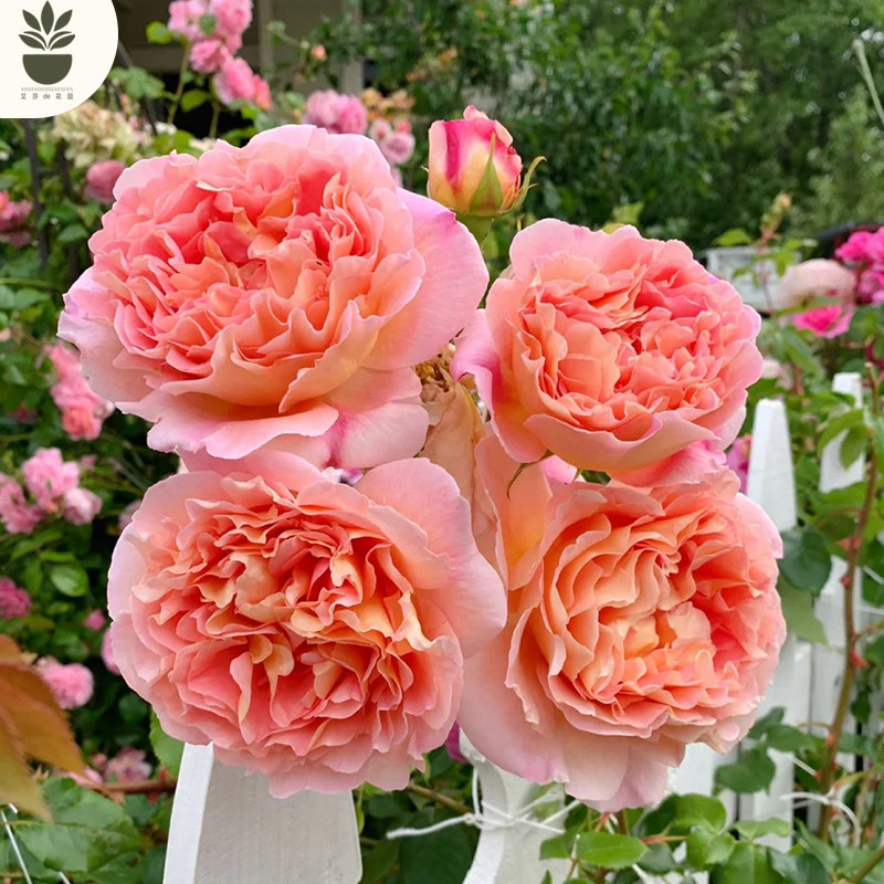 艾莎的花园亚伯拉罕大花浓香多花重瓣 藤本月季花苗 阳台庭院爬藤,淘宝优惠券,粉丝福利购,淘宝优惠卷