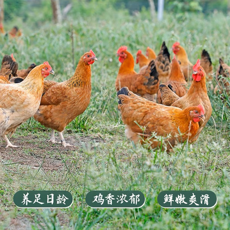 潭牛海南文昌鸡公鸡切块3袋到手4.8斤鸡肉火锅椰子鸡汤新鲜冷冻