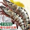 Black tiger shrimp, fresh, large, quick-frozen tiger shrimp