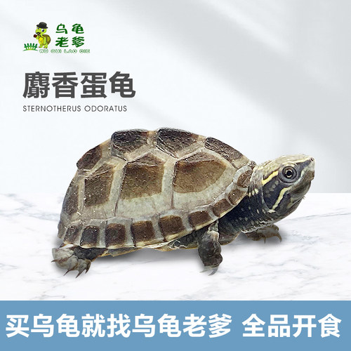《乌龟老爹》麝香龟苗蛋龟苗剃刀龟草龟深水观赏龟小乌龟宠物龟 - 图1