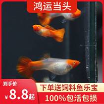 Hon transport When head pure seed peacock fish ornamental fish tropical fish Baotou bag blush head double water splitting big c satin with living body