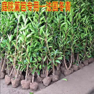 法国冬青树苗篱笆北海道大叶黄杨四季常青庭院绿化苗珊瑚树围墙苗 - 图0