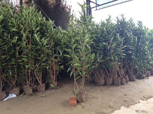 法国冬青树苗篱笆北海道大叶黄杨四季常青庭院绿化苗珊瑚树围墙苗 - 图1