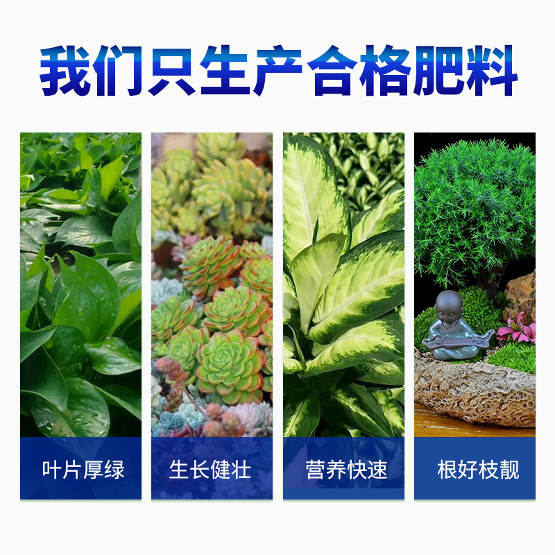 永恒紫矾根专用营养肥肾形草虎耳草盆景室内观叶植物四季养护用肥 - 图1