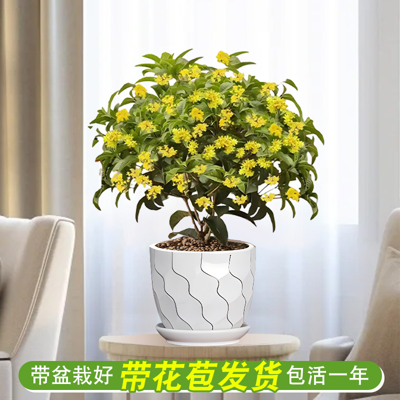 四季桂花盆栽带花苞树苗室内花卉绿植花开不断客厅阳台浓香可食用 - 图1