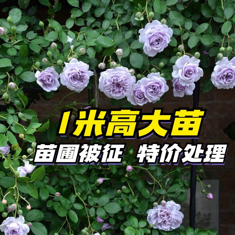 爬藤月季藤本大苗蔷薇花苗四季开花阳台庭院攀援爬墙花卉盆栽植物 - 图1