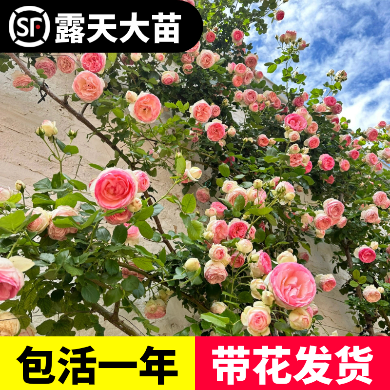 蔷薇花苗爬藤月季四季开花大苗浓香耐寒庭院爬藤植物藤本月季玫瑰 - 图2