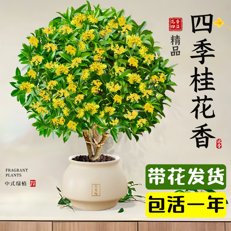 四季桂花盆栽树苗室内桌面开花植物可食用阳台庭院浓香型花卉绿植 - 图0