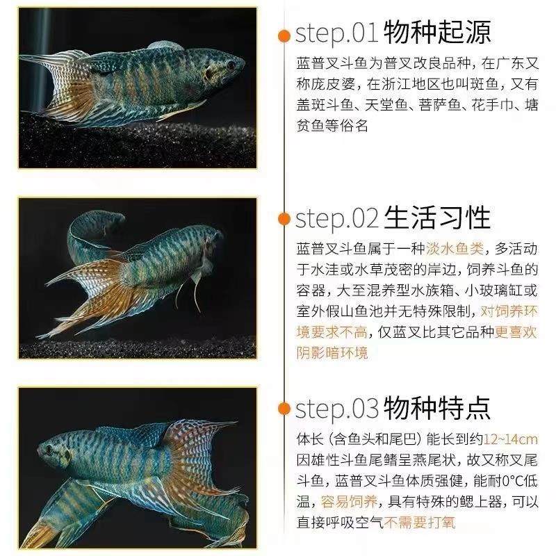 中国斗鱼改良蓝叉普叉小型冷水观赏鱼淡水耐活免打氧小型热带鱼苗,淘宝优惠券,粉丝福利购,淘宝优惠卷