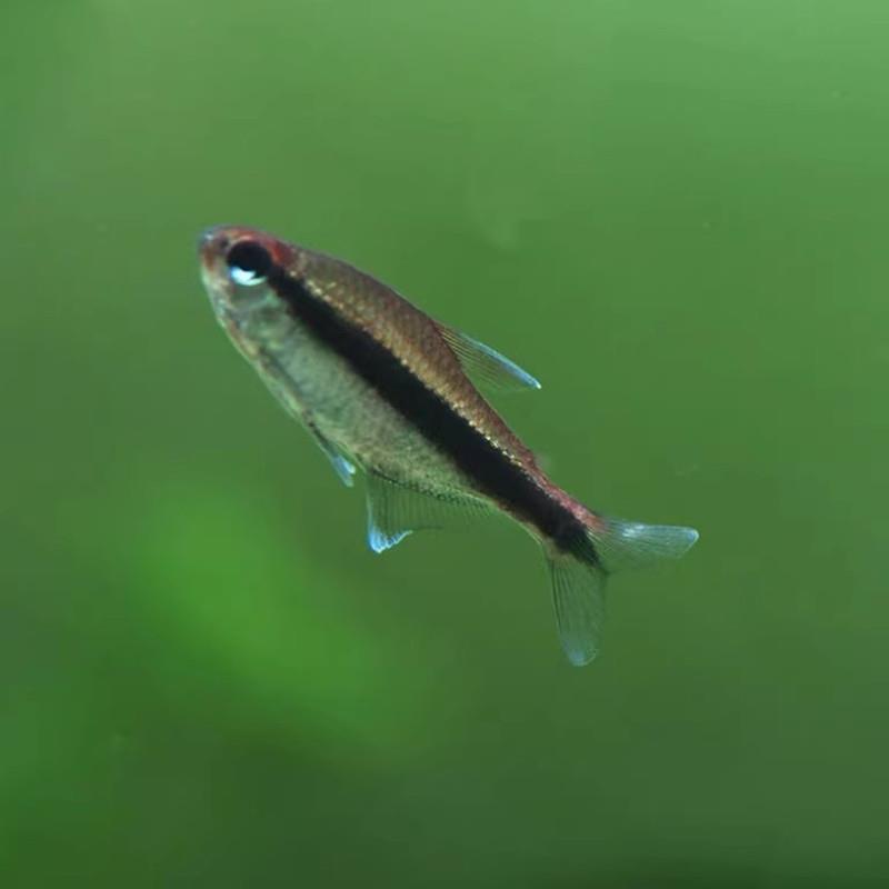 绯红巧克力霓虹小型灯鱼热带鱼南美鱼高端鱼草缸鱼群游观赏鱼包邮 - 图2