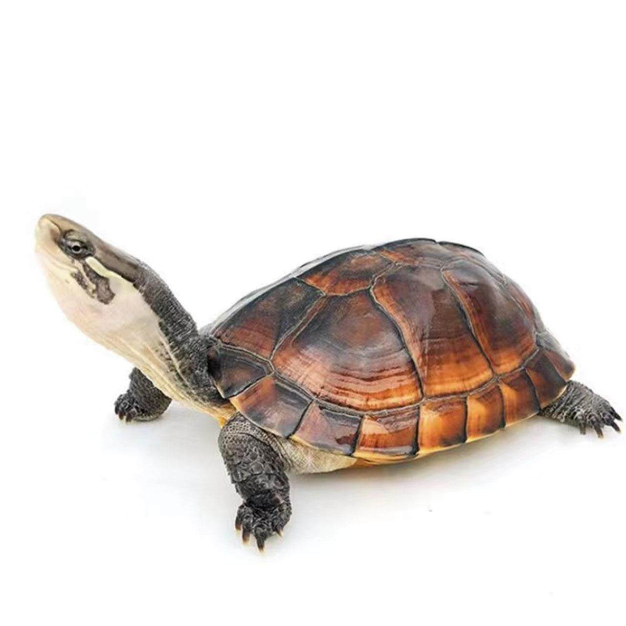 纯种正宗石金钱龟招财乌龟家庭饲养冷水观赏龟长寿活体稀有宠物龟,淘宝优惠券,粉丝福利购,淘宝优惠卷