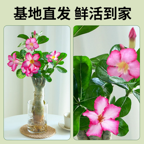 沙漠玫瑰盆栽水培植物重瓣带花苞老桩花卉绿植室内办公室好养鲜花 - 图2