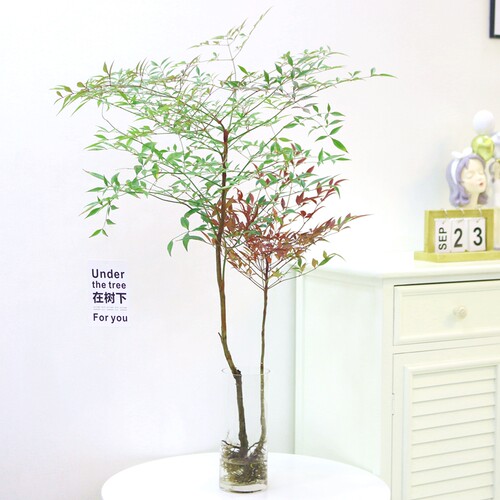 水培米竹植物室内盆栽小型凤尾竹盆景桌面绿植好养花卉观赏竹子 - 图1