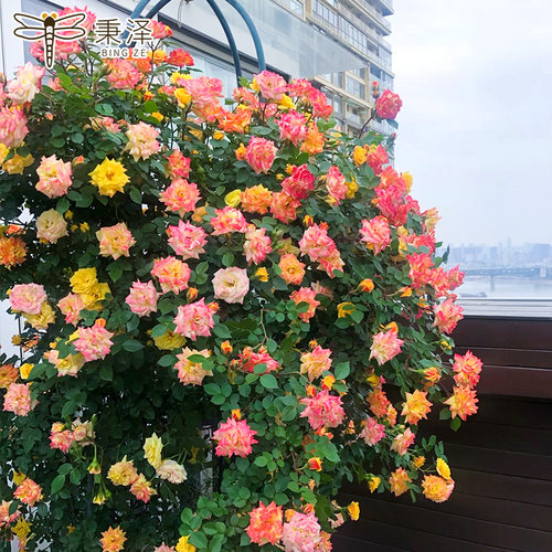 蔷薇花苗爬藤四季好养植物滕彩虹藤本月季花盆栽室外阳台花卉绿植 - 图1