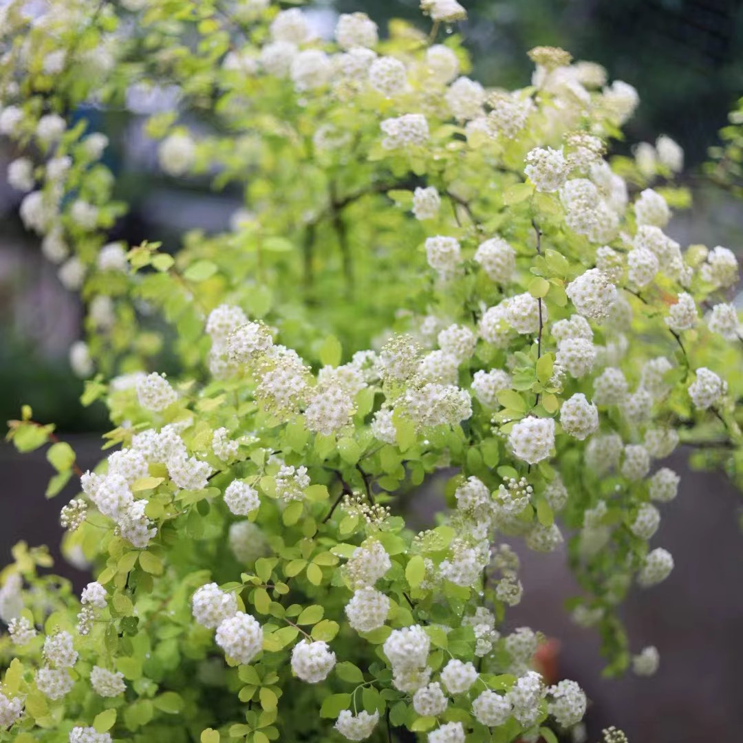 黄金喷泉绣线菊盆栽绿植花卉重瓣绣线菊喷泉喷雪花樱花耐寒耐冻 - 图3