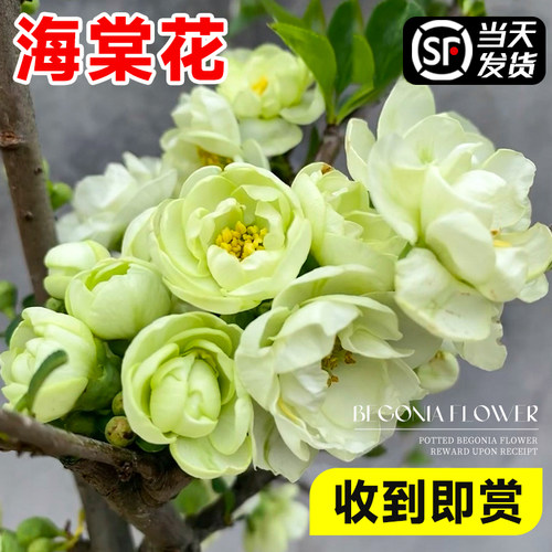 绿宝石海棠花盆栽四季开花植物室内重瓣花卉阳台绿植老桩树苗盆景 - 图1