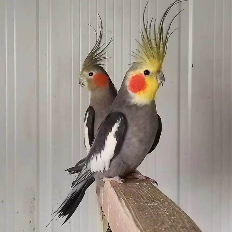 高端玄凤纯手养宠物鸟会吹口哨会技能亲人粘人好喂养黄化,淘宝优惠券,粉丝福利购,淘宝优惠卷