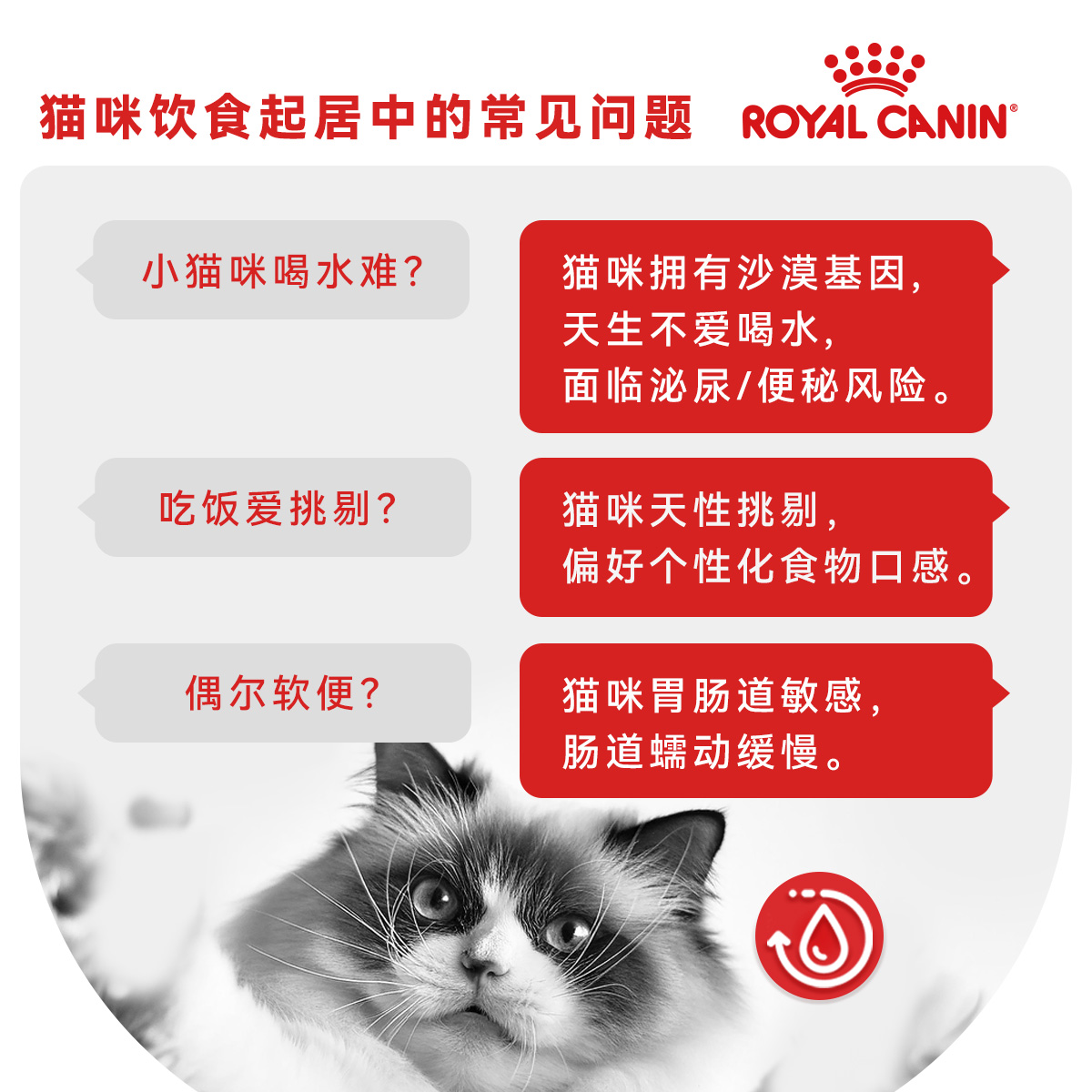 皇家猫粮成猫幼猫通用湿粮体重皮肤美毛呵护85g*7【部分临期】 - 图1