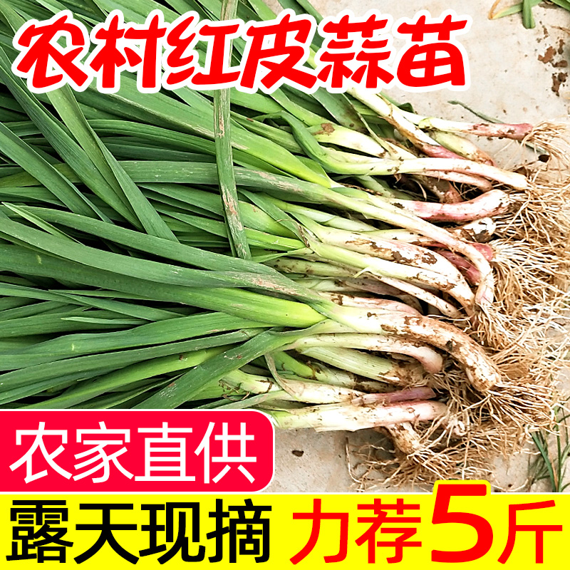 农家露天当季红皮蒜苗新鲜红根大蒜紫皮小青蒜苗青菜现摘时令蔬菜