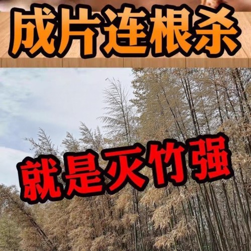 环嗪哃酮铜除大竹子专用药烂根剂强力杀大竹除竹灭死竹子药剂正品 - 图2
