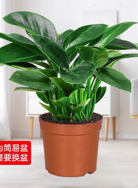 金钻绿公主盆栽带花苞绿箩萝水培植物办公室内花卉绿植四季好养活