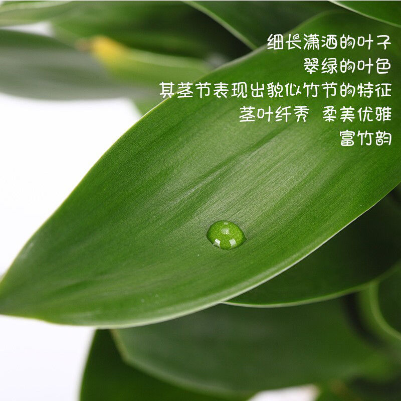 富贵竹水培植物转运竹盆栽植物室内净化空气绿植花卉四季好养水养 - 图1