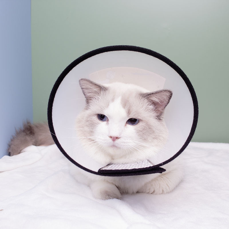 宠物用品伊丽莎白圈套狗犬防咬套美容罩猫狗头套宠物脖套,淘宝优惠券,粉丝福利购,淘宝优惠卷