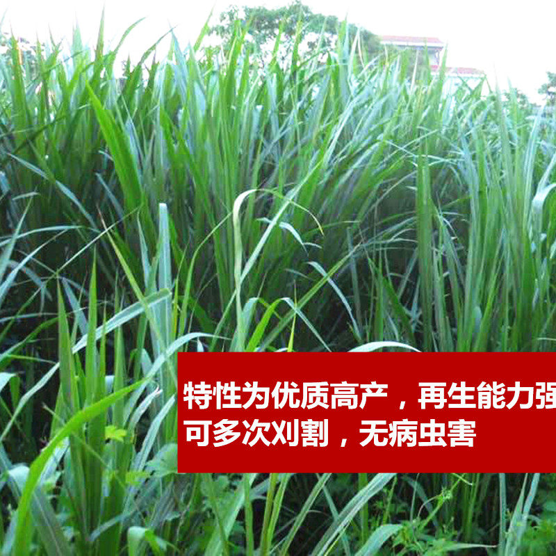牧草四季种子多年生养殖高产耐旱杂交狼尾草耐收割牛羊鱼兔草再生,淘宝优惠券,粉丝福利购,淘宝优惠卷