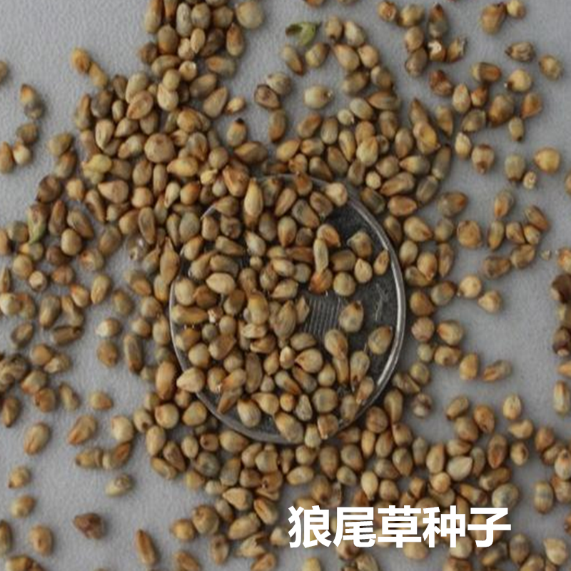 牧草四季种子多年生养殖高产耐旱杂交狼尾草耐收割牛羊鱼兔草再生,淘宝优惠券,粉丝福利购,淘宝优惠卷