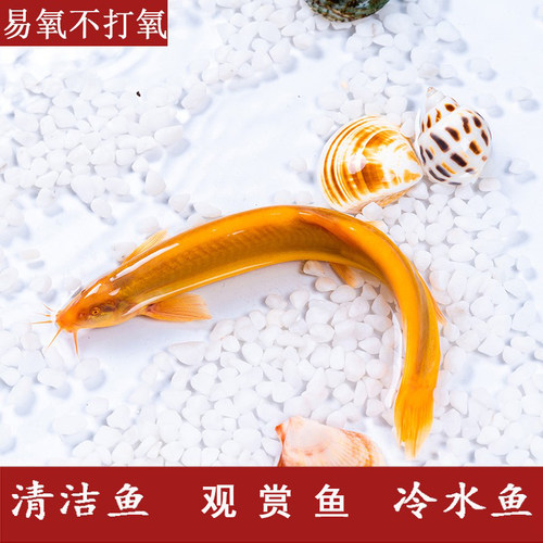 观赏冷水淡水黄金泥鳅活鱼苗金龙鱼清洁工具鱼清道夫小金鱼苗好养 - 图0