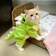 Autumn and winter thickened and warm cute dinosaur clothes for cats