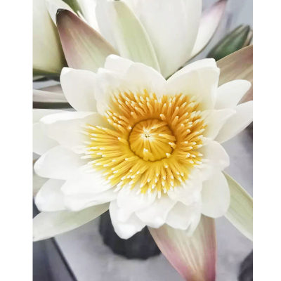 广州睡莲鲜花荷花百合剑兰花雏菊向日葵花束水养云南直发同城速递 虎窝淘