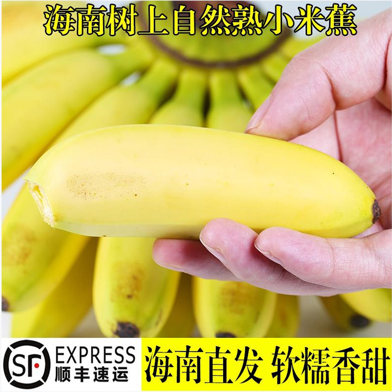 现摘海南小米蕉新鲜香蕉banana10斤整香芭蕉自然熟非苹果蕉皇帝蕉-图0