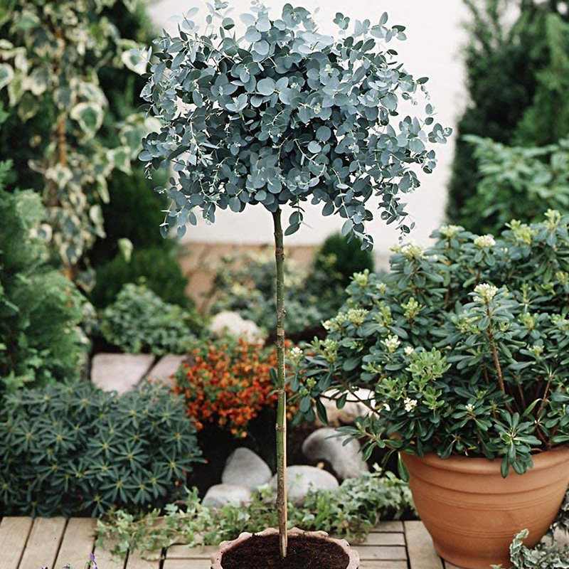 尤加利盆栽圆叶心形花苗客厅绿植 四季常青可做干花 闲趣小新旗舰店 淘优券