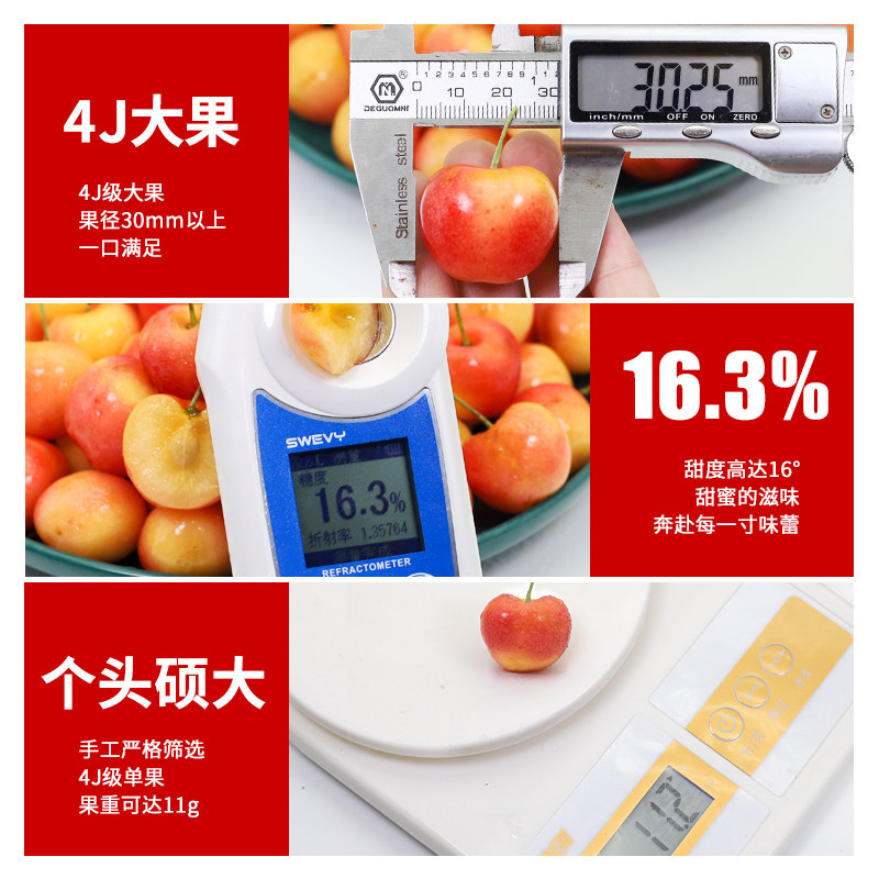  粘鲜车厘子/樱桃