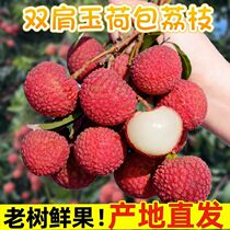 (Shun Feng speed hair) When the season lychee fresh fruit jade pocketbooks should be cold fresh lychee lychee pregnant women fruit